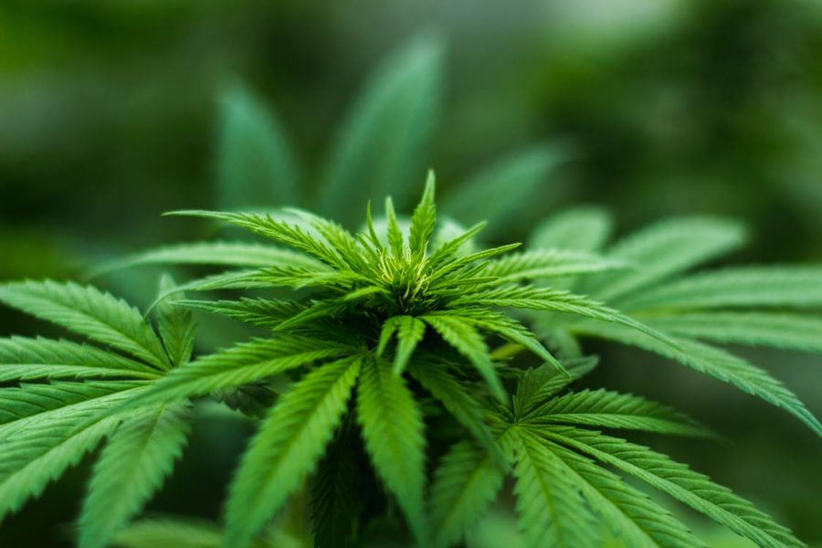 Marijuana May Soon Be Legal In New Jersey