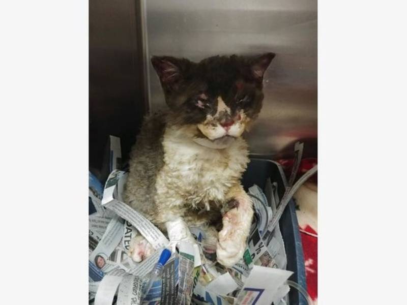 “Firecat” Adopted and Safe After Burnt by Bonfire