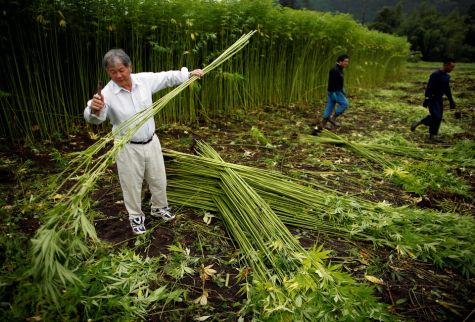 The Future of Hemp in the United States