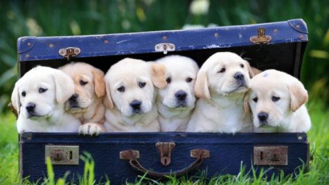 What Kind of Dog Are You?
