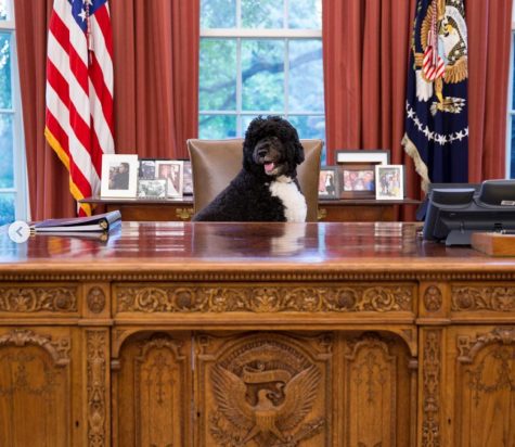 The Obama’s Beloved Dog Bo Has Passed Away